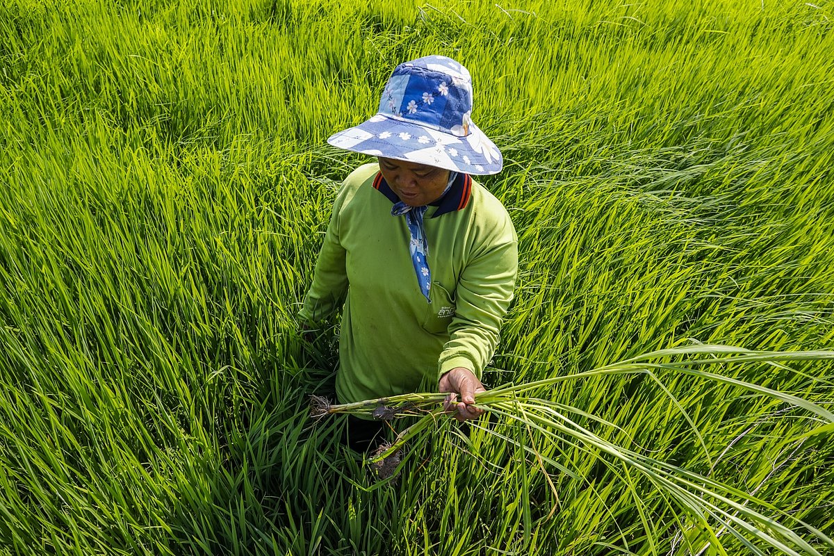 Foto: GIZ: Umstellung zu nachhaltigem Reisanbau 4