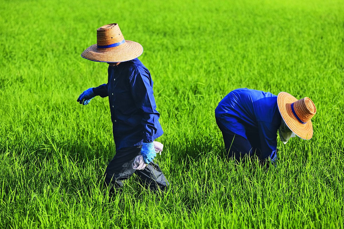 Foto: GIZ: Umstellung zu nachhaltigem Reisanbau 2