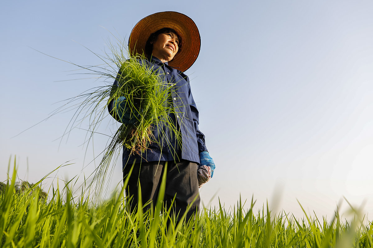 Foto: GIZ: Umstellung zu nachhaltigem Reisanbau 1