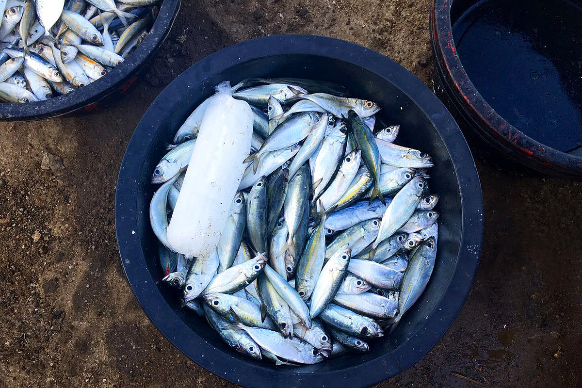 Foto: Mehrere runde Gefäße, die mit Fischen gefüllt sind.