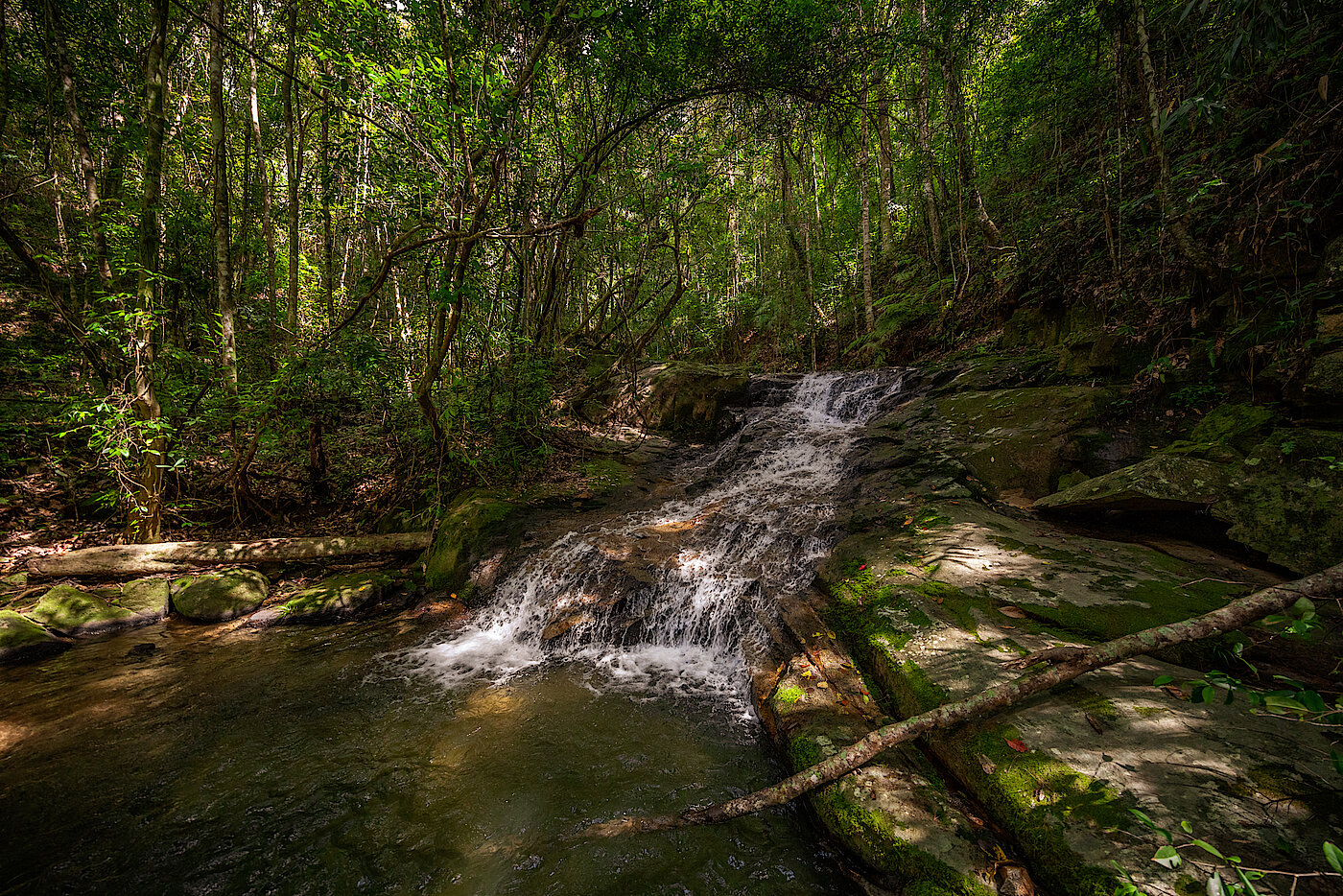 Foto: Im Wald läuft das Wasser von einer kleinen Erhöhung herunter.	