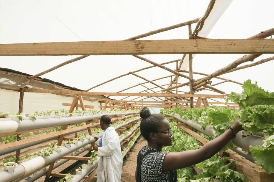 Foto: In einem Gewächshaus kümmern sich zwei Frauen um Pflanzen, die aus den Löchern von Rohren wachsen.