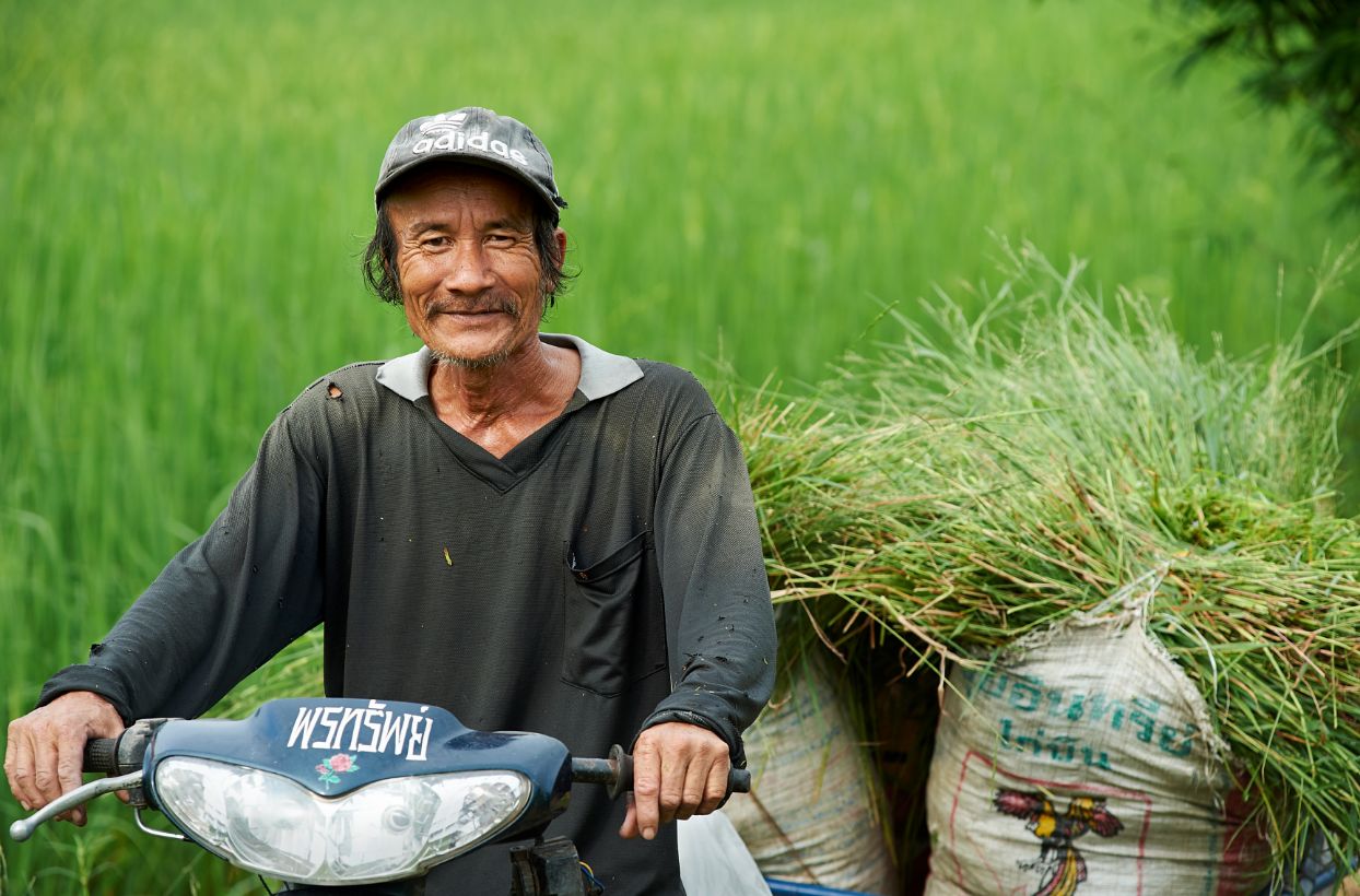 Foto: Ein Bauer auf einem Moped transportiert Säcke mit frisch geernteten Reispflanzen auf einem Anhänger.