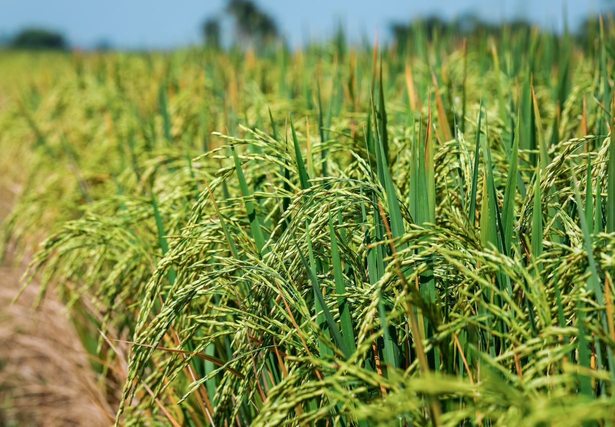 Foto: Reispflanzen