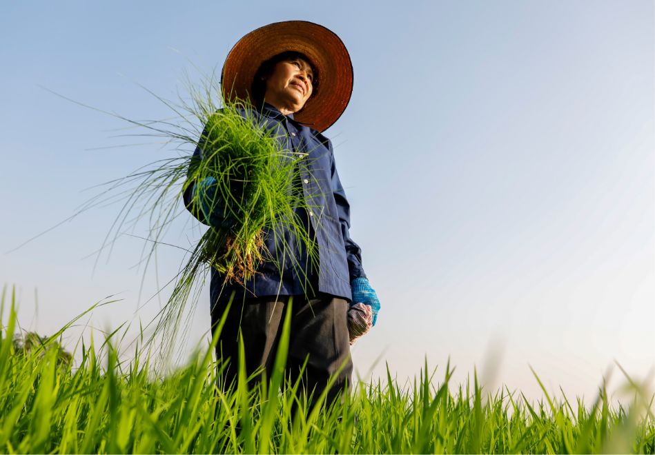 Foto: Eine Frau erntet Reispflanzen.