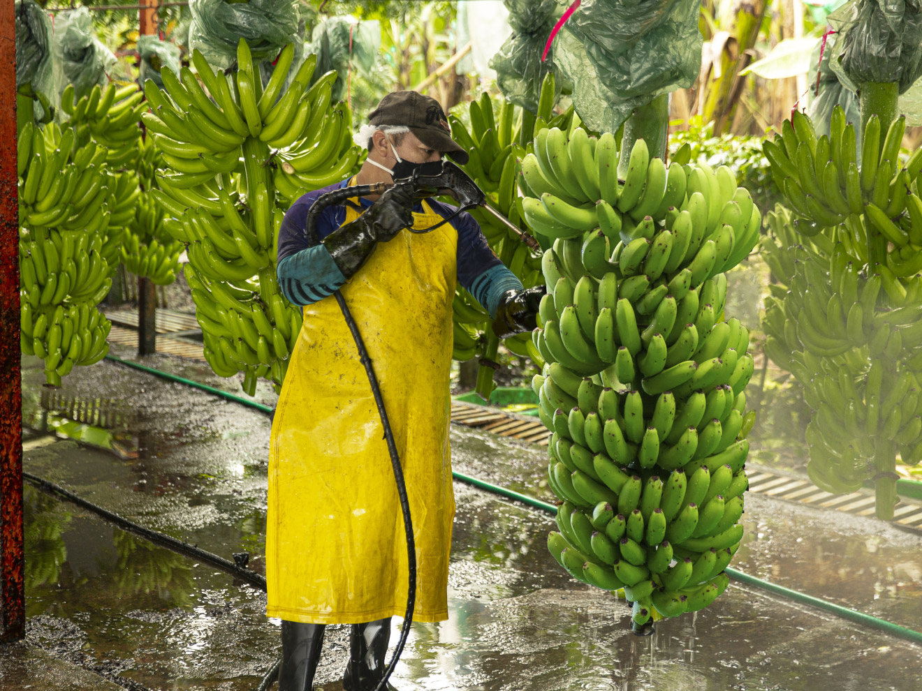 Ein Arbeiter in Schutzkleidung spritzt grüne Bananenstauden in einer nassen Plantagenhalle ab.